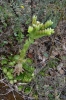 Jovibarba globifera subsp. globifera