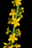 Agrimonia procera