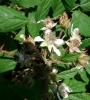 Rubus apricus