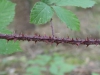 Rubus bavaricus
