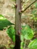 Rubus bifrons