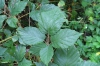 Rubus clusii