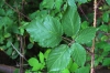 Rubus clusii