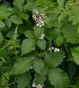 Rubus crispomarginatus