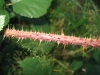 Rubus koehleri