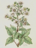 Rubus plicatus
