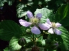 Rubus plicatus