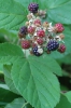 Rubus salisburgensis