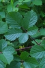 Rubus salisburgensis