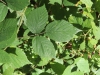 Rubus schleicheri
