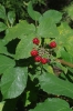 Rubus silesiacus