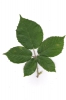 Rubus silesiacus