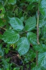 Rubus sulcatus