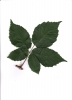 Rubus tabanimontanus