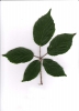 Rubus wimmerianus