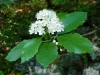 Sorbus albensis