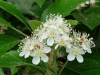 Sorbus albensis
