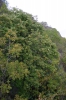 Sorbus milensis