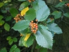 Sorbus portae-bohemicae