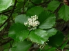 Sorbus rhodanthera