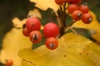 Sorbus rhodanthera