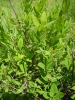 Spiraea salicifolia