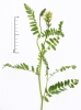 Astragalus cicer