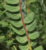 Astragalus exscapus