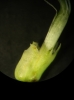 Lathyrus pannonicus subsp. pannonicus