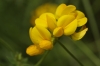 Lotus borbasii