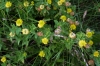Trifolium aureum