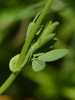 Trifolium patens