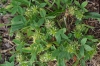 Trifolium retusum