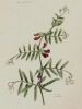 Vicia angustifolia