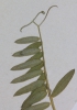 Vicia oreophila