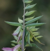 Vicia pannonica subsp. striata