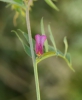 Vicia pannonica subsp. striata