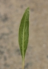 Oenothera missouriensis