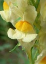šklebivá koruna - Linaria vulgaris