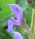 tlamatá koruna - Salvia nemorosa