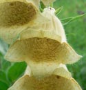zvonkovitá koruna - Digitalis grandiflora