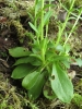 Polygala amara subsp. brachyptera