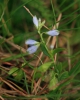 Polygala serpyllifolia