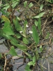 Alismatetum lanceolati