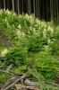 Arunco vulgaris-Lunarietum redivivae