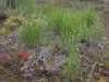 Drosero anglicae-Rhynchosporetum albae