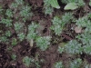 Hottonietum palustris
