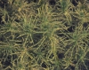 Magno-Charetum hispidae
