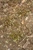 Polytricho piliferi-Scleranthetum perennis