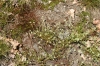 Polytricho piliferi-Scleranthetum perennis